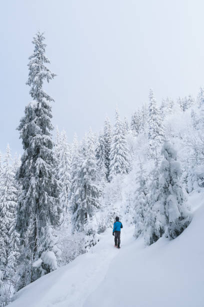 istock Winter in the mountain spruce forest 1051431712