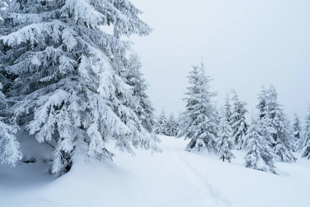 chemin d’accès dans la forêt d’hiver - winter cold footpath footprint photos et images de collection