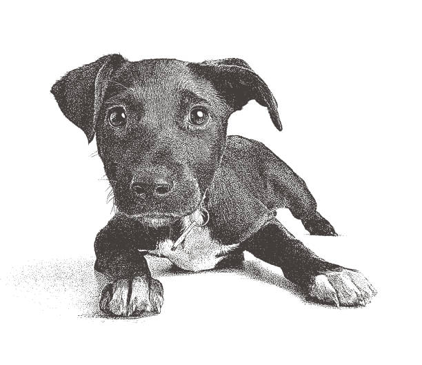 ilustrações, clipart, desenhos animados e ícones de terrier cachorrinho de raça mista na esperança de ser adotada - obedience pets loneliness looking at camera