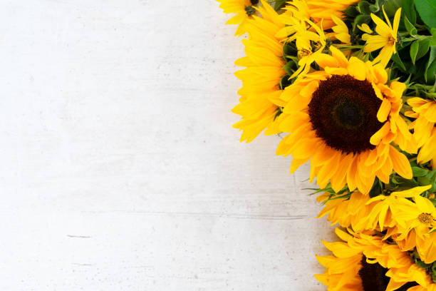 tournesols de blanc - flower head bouquet daisy petal photos et images de collection