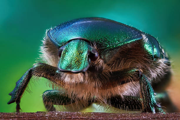 istock Shiny and shaggy beetle bronze 1051435742