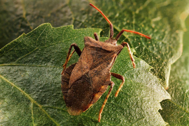 istock Mustachioed beetle crawling on green leaves 1051435896
