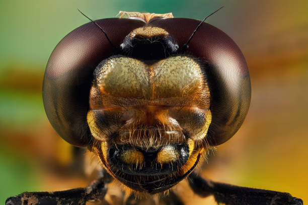 istock Portrait of a dragonfly 1051435904