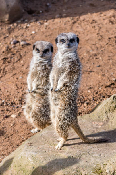 istock Pair of Meerkats Standing Guard 1051439632