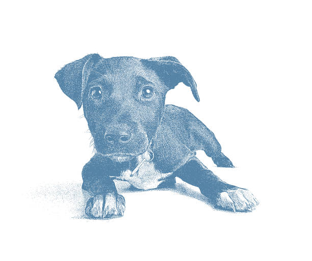 illustrazioni stock, clip art, cartoni animati e icone di tendenza di cucciolo di razza mista terrier che spera di essere adottato - rescue training”