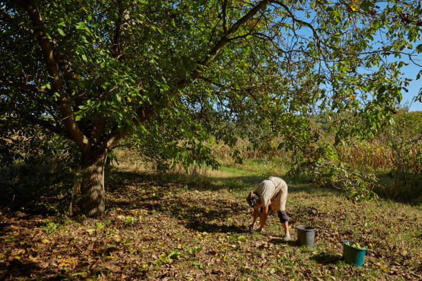 Family of peasants picking walnuts at autumn harvest in the orchard