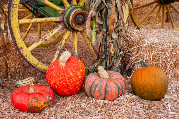 istock Pumpkins with yellow wagon wheel 1051447516