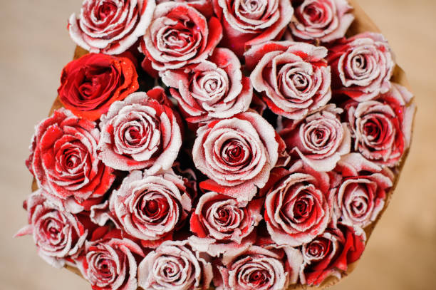 istock Adorable red roses decorated with white glitter sand 1051449532