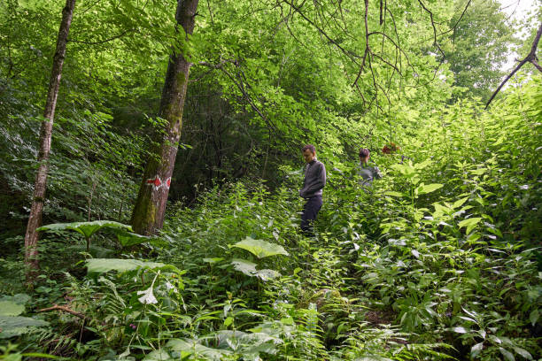 istock People hiking into the forest 1051450398