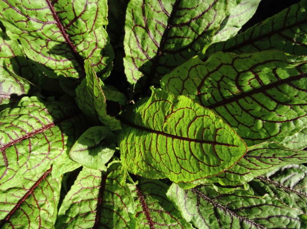 Bloody dock, Red Stripe, edible plant, Rumex acetosella Bitter, Plant, Ingredients, Salad red veined sorrel stock pictures, royalty-free photos & images