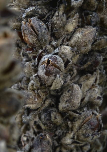 istock Motherwort buds (Cardiac Leonurus) 1051453504