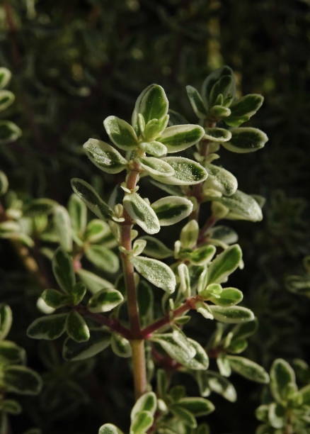 istock Close-Up of a  lemon thyme plant 1051453758