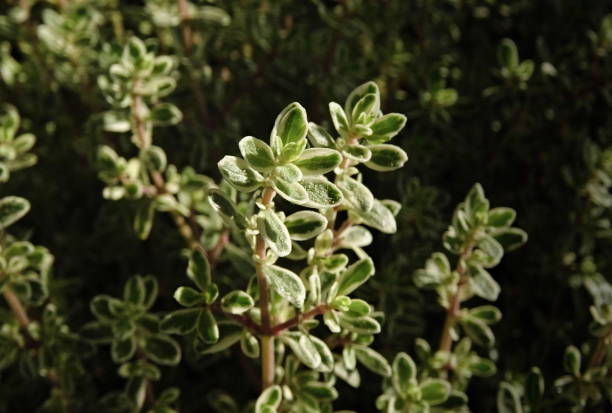 istock Close-Up of a  lemon thyme plant 1051453784
