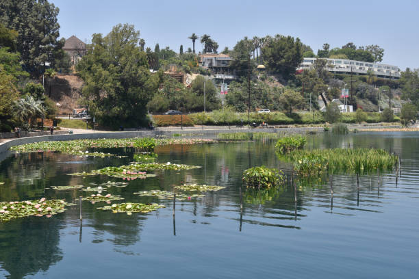 istock Lily pads growing in a peaceful lake 1051454590