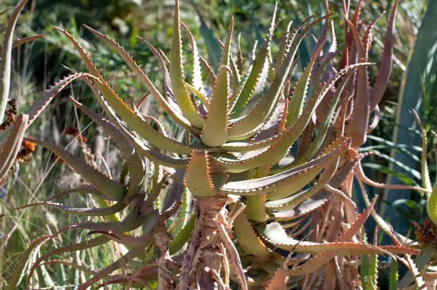 Photo of Aloe vera