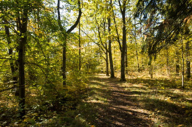 istock Beautiful autumn day in Sweden Scandinavia. 1051457094