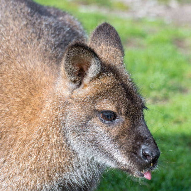 валлаби торчит язык - agile wallaby стоковые фото и изображения