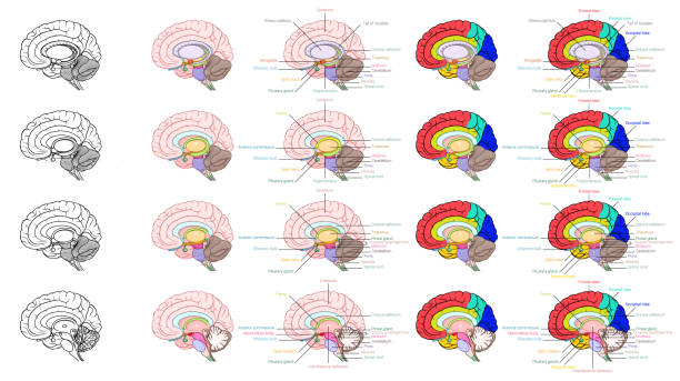 인간의 두뇌 해부학 측면 보기의 부분 - hypothalamus stock illustrations