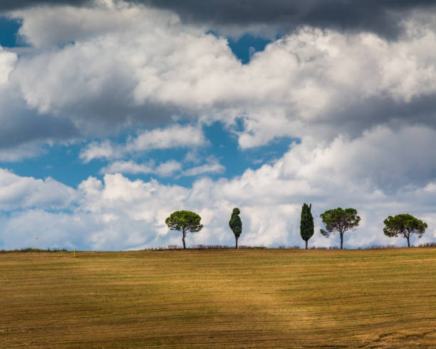 istock Single trees line hillside ridge in Tuscany, Italy.CR2 1051460044
