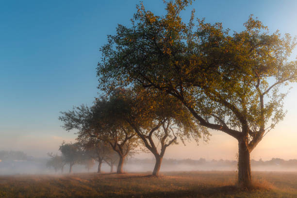 istock Apple orchard at sunrise in the mist 1051460590