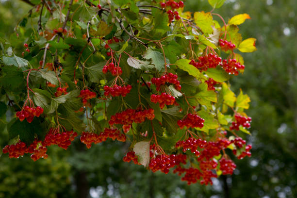 istock Branches of viburnum 1051460642