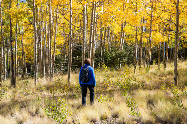 istock Woman wearing a blue fleece pullover and backpack walking through an aspen grove where the foliage is turning yellow in autumn 1051462920