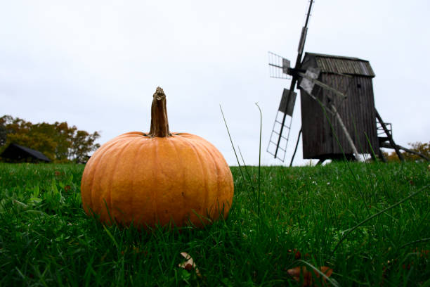 One Orange Pumpkin in a Green Grass Field in Camden, New Jersey, United States