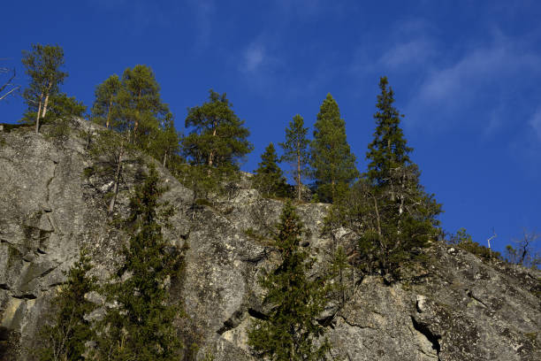 Sharp cedar trees stand on a cliff under clear blue sky in northern Norway. Shot with Nikon D800, VR28~300mm.