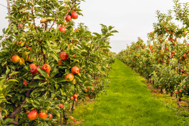 istock Ripe red apples ready to be picked in a modern Dutch  apple orchard with espaliers 1051463802