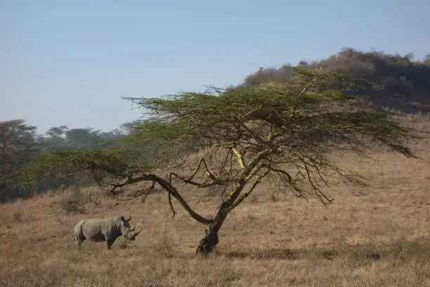 A lone rhino stands under an acacia tree near Lake Nakuru, Kenya