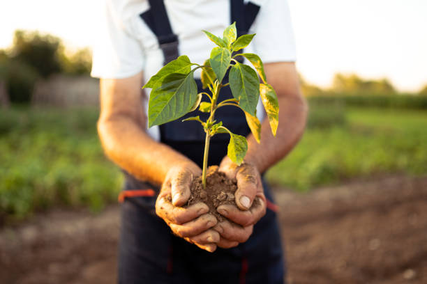 istock Hands holding new growth plant in sunset 1051466652