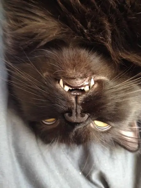 Upside-down silly cat face