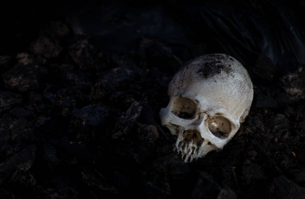 Skull and bones digged from pit in the scary graveyard  / Still life and art image