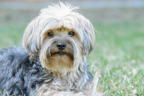 istock Close-up of Cute Yorkshire Terrier 1051472670