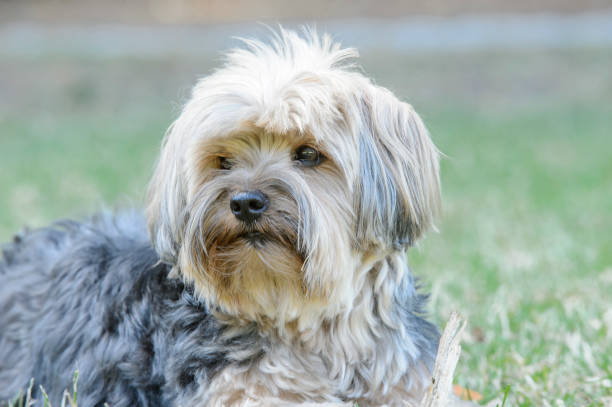 istock Close-up of Cute Yorkshire Terrier 1051473062