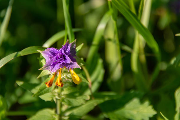 istock Very small bright purple flower among the green grass. 1051473126