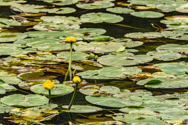 istock Yellow water lilies on the water surface 1051473468