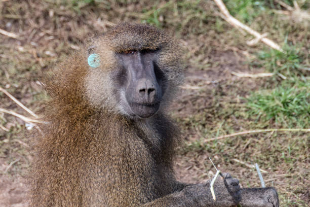 istock Large Adult Baboon 1051475870
