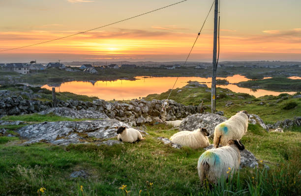 istock Sheep at sunset in Ireland 1051476298