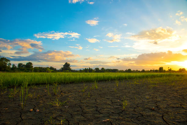 istock Crack and dry ground at rice field. 1051478740