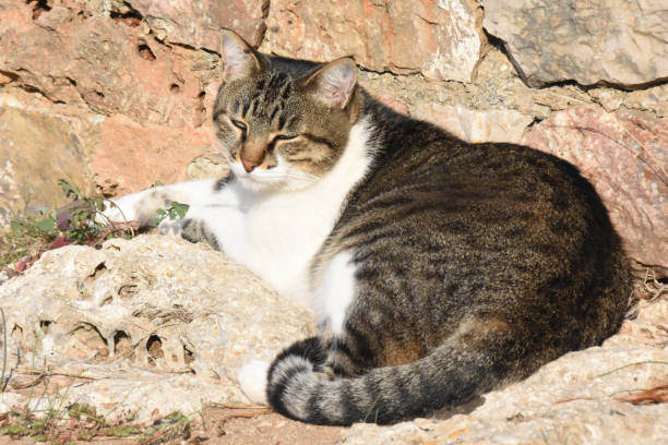 istock Felis silvestris catus. 1051481866