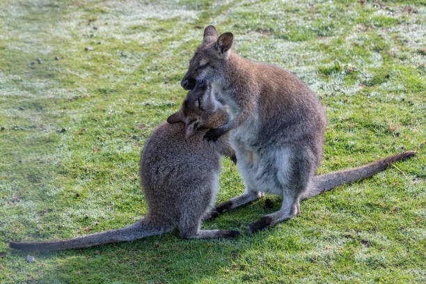 валлаби с джоуи кормления - agile wallaby стоковые фото и изображения