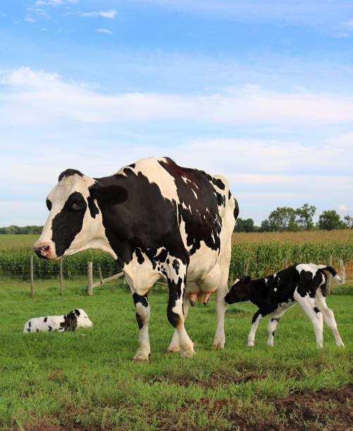 istock Holstein cow and calf 1051496298