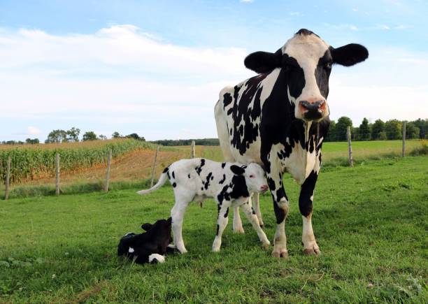 Holstein cow and calf Holstein cow with her newborn twin calves calf stock pictures, royalty-free photos & images