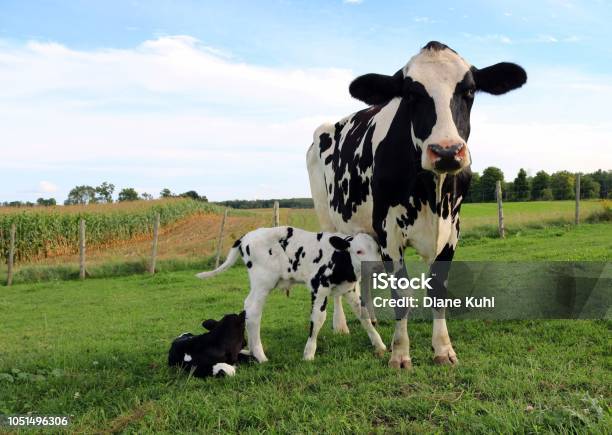 Holstein Cow And Calf Stock Photo - Download Image Now - Calf, Cow, Cattle