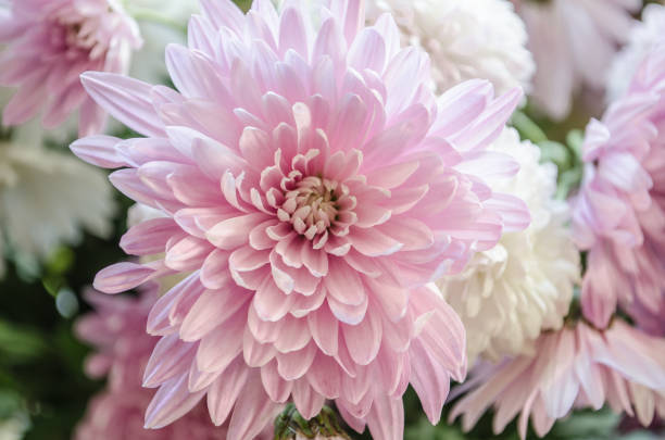 istock Multilobe pink and white chrysanthemums blooming closeup. 1051496550
