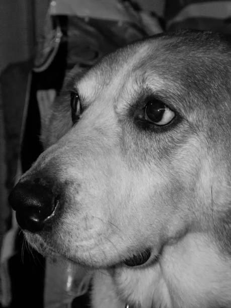 istock Portrait of an old dog 1051498878