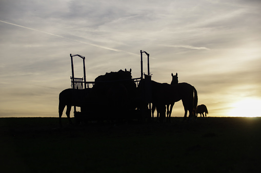 Eating horses in the evening sun