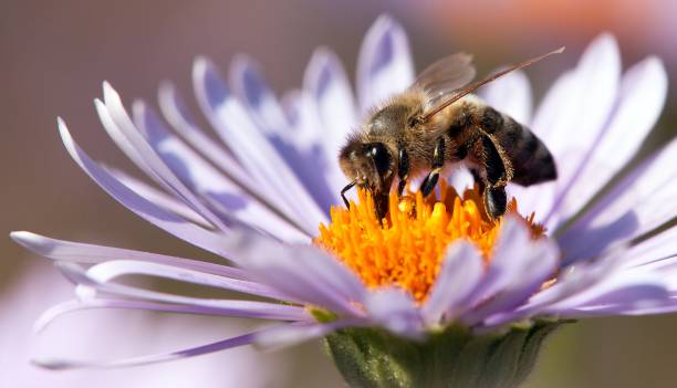 istock bee or honeybee in Latin Apis Mellifera on flower 1051499364