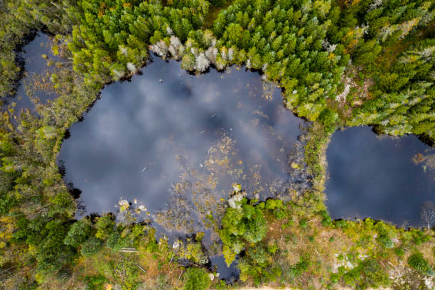 Aerial View of Boreal Forest Nature in Autumn Season, Quebec, Canada Aerial View of Boreal Forest Nature and River in Autumn Season, Quebec, Canada beaver dam stock pictures, royalty-free photos & images